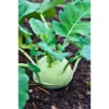 Organicbajar Rupa 2530 F1 Hybrid kohlrabi Seeds Organic Vegetable Seeds (129 Pis)