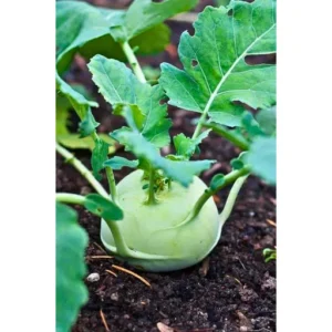 Organicbajar Rupa 2530 F1 Hybrid kohlrabi Seeds Organic Vegetable Seeds (129 Pis)
