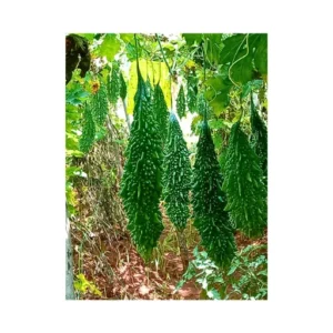 Organicbajar F1 Hybrid Bitter Gourd Seeds Organic Vegetable Seeds (29 Pis)