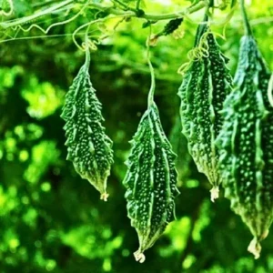 Organicbajar F1 Hybrid Bitter Gourd Organic Vegetable Seeds (29 Pis)
