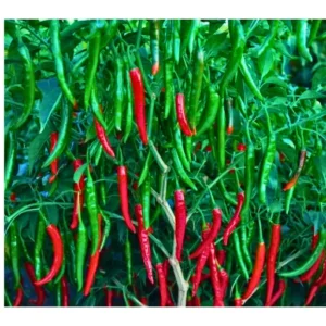 Organicbajar Rani 002 F1 Hybrid Brinjal Seeds Organic Vegetable Seeds (129 Pis)