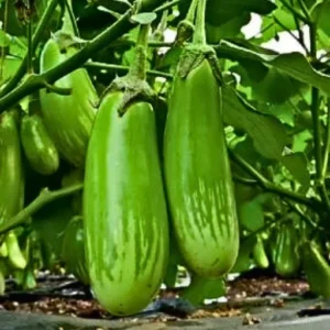 Organicbajar Nikita F1 Hybrid Brinjal Seeds Organic Vegetable Seeds (129 Pis)