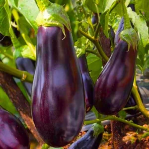 Queen Rani 20 F1 Hybrid Brinjal Seeds Organic Vegetable Seeds (129 Pis)