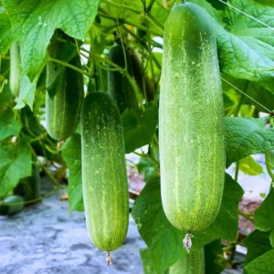 Organicbajar Sark F1 Hybrid Cucumber Seeds 129 Pis