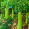 Organicbajar Rekha F1 Hybrid Bottel Gourd Seeds 129 Pis
