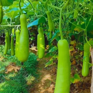 Organicbajar Rekha F1 Hybrid Bottel Gourd Seeds 129 Pis