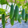 Organicbajar M82B F1 Hybrid Cucumber Seeds 129 Pis