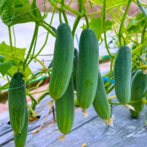 Organicbajar M82B F1 Hybrid Cucumber Seeds 129 Pis