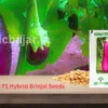 Kalash Manjhi F1 hybrid Brinjal Seeds