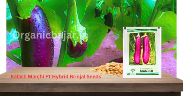 Kalash Manjhi F1 hybrid Brinjal Seeds