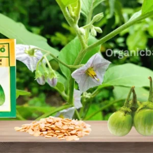 Sungro SBJH 5005 F1 Hybrid Brinjal Seeds