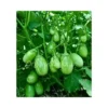 Organicbajar Hybrid 1544 Brinjal Vegetable Seeds